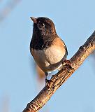 Dark-eyed Junco, Oregon form_20133